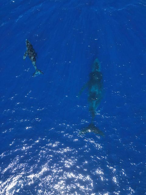 Two whales swimming in blue ocean water, viewed from above. One is smaller, next to a larger whale.