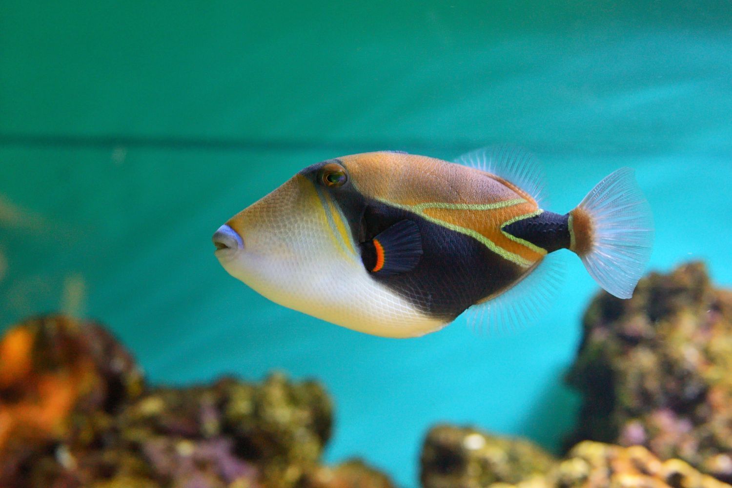 Scuba Refresher Course – Big Island Hawaii