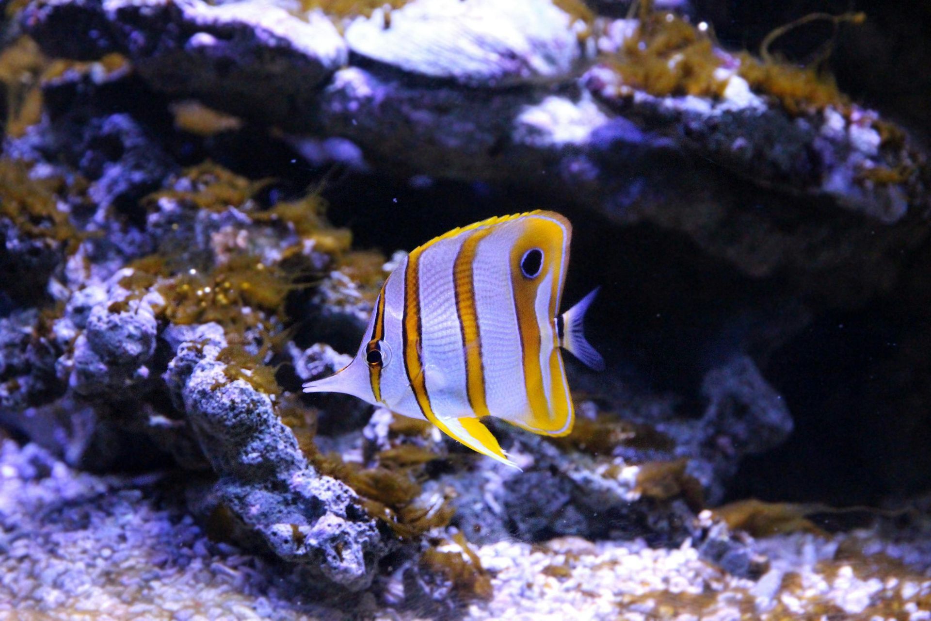A fish is swimming near a coral reef in the ocean