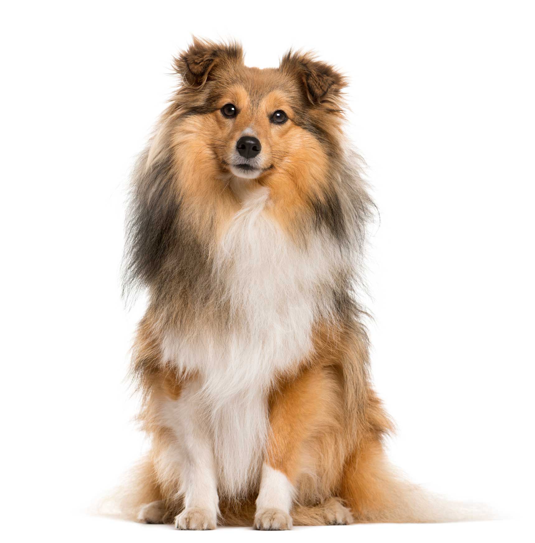 Beautiful Sheltie — Hamilton, OH — Dixie Animal Clinic