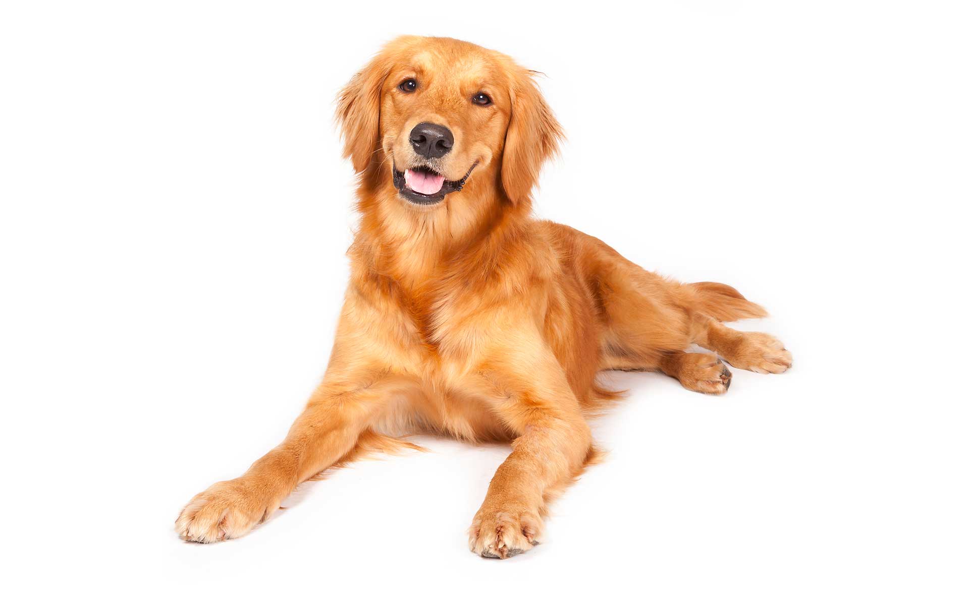 Smiling Golden Retriever — Hamilton, OH — Dixie Animal Clinic