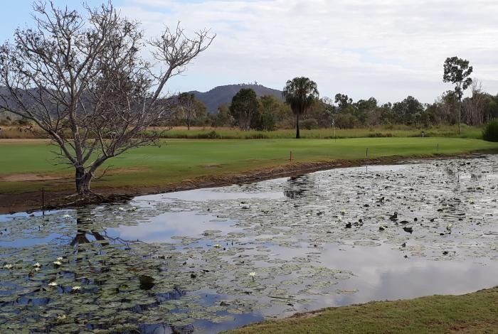 A Pond With Lily Pads And A Tree In The Background — Rowes Bay Golf Club In Rowes Bay, QLD