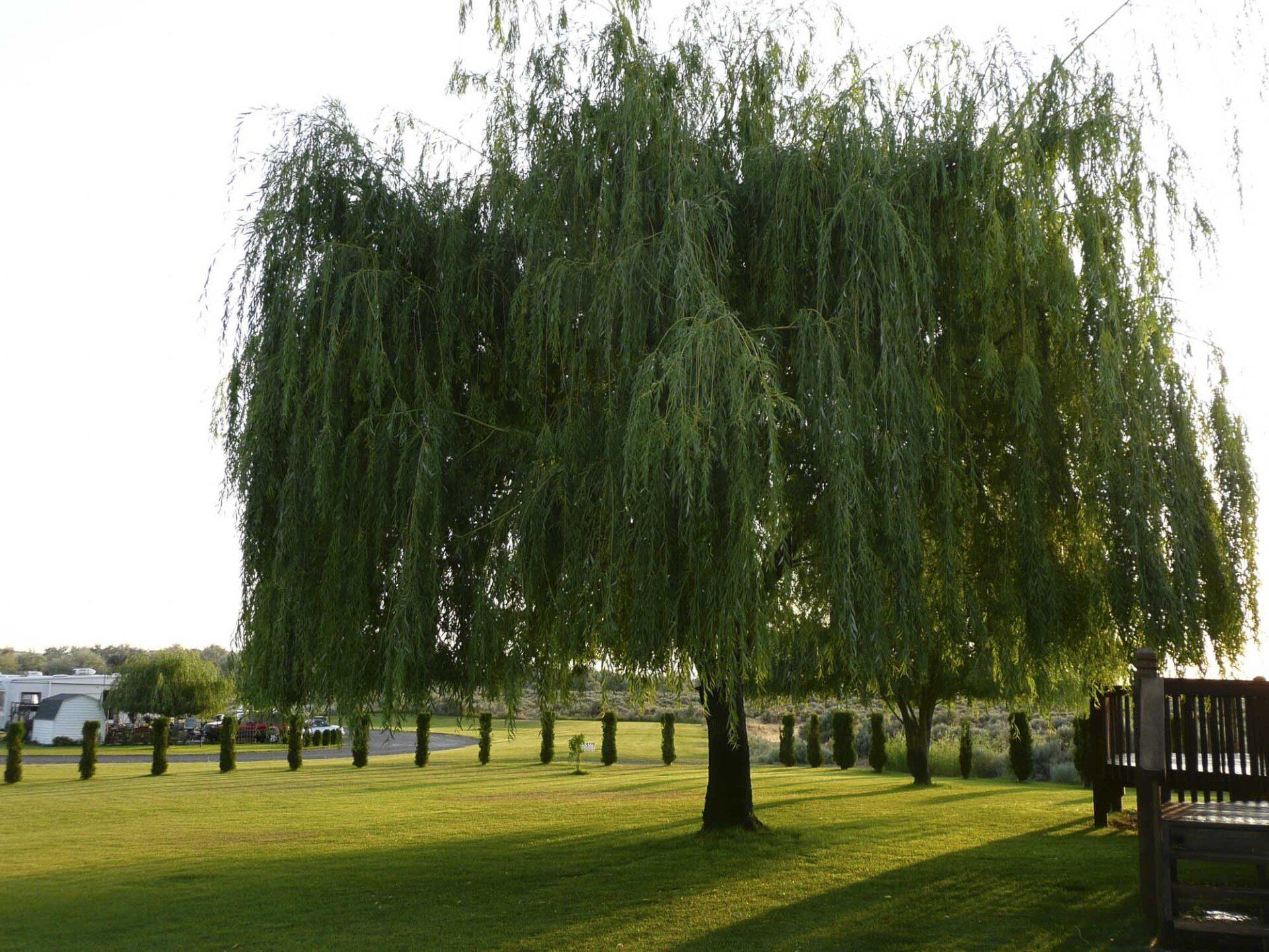 Weeping Willow tree