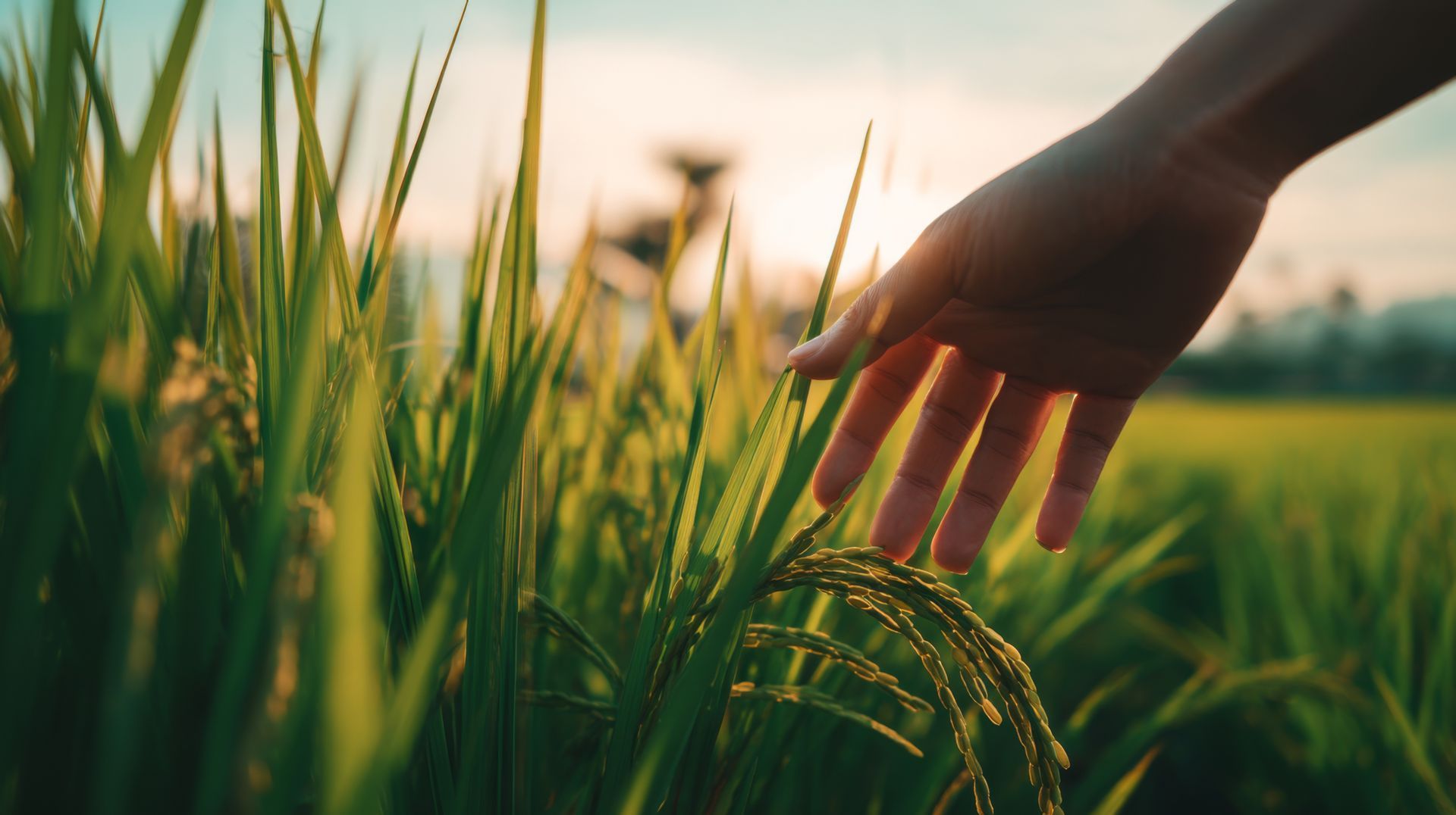 A hand gently touches ripening rice stalks in a field at sunset, illuminated by warm, golden light.