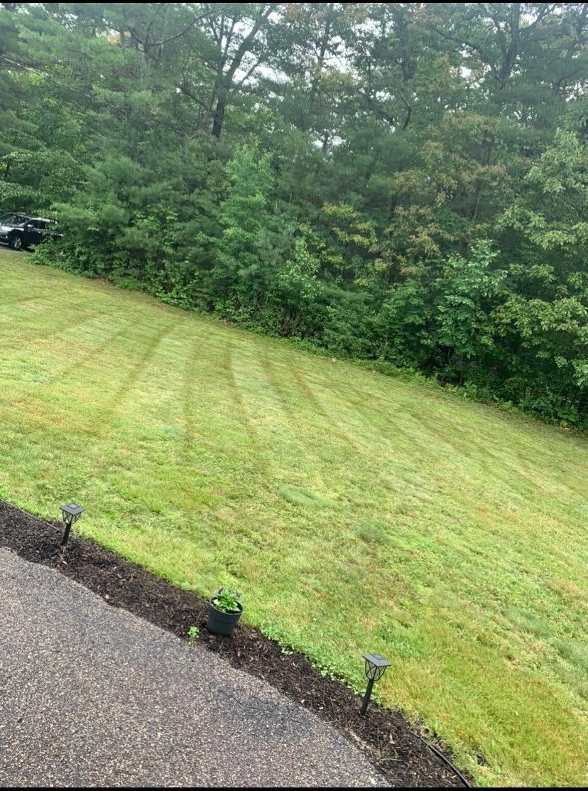 a lush green lawn with a black car parked in the background .