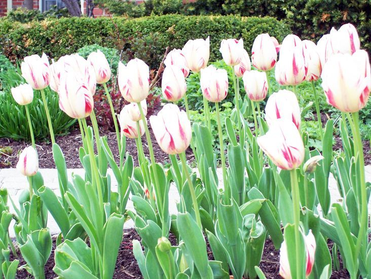 A patch of white tulips with red streaks, growing in a garden bed with green foliage and dark soil.