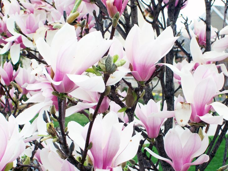 A close-up view of beautiful pink and white magnolia blossoms blooming on dark tree branches.