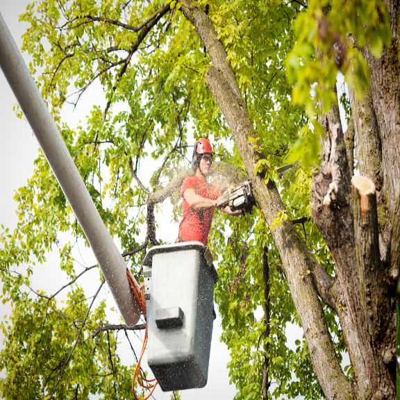 A man in a bucket is cutting a tree with a chainsaw.