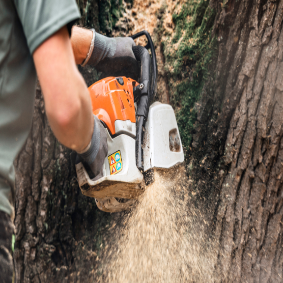 A man is cutting a tree with a chainsaw.