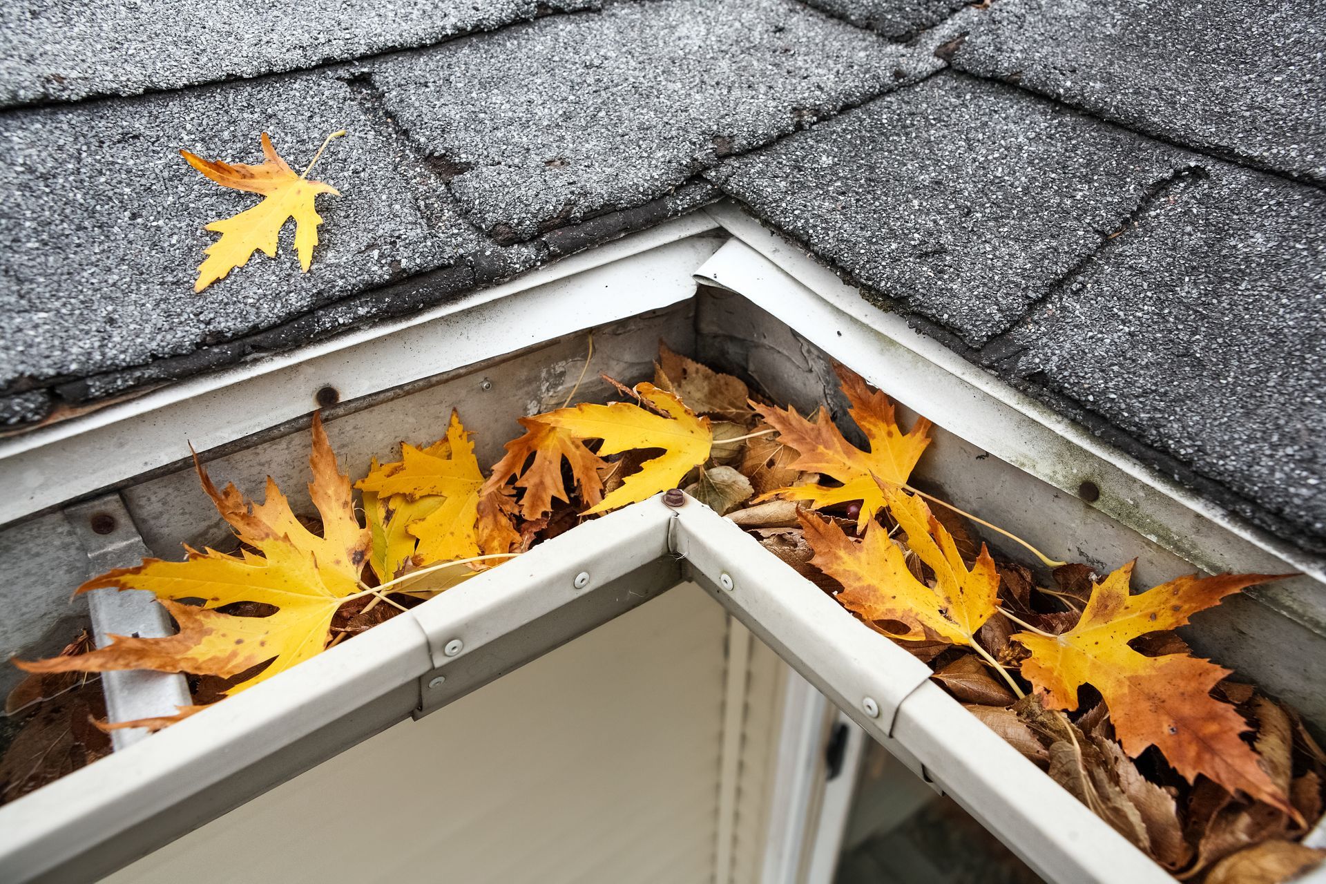 A gutter filled with leaves on a roof.