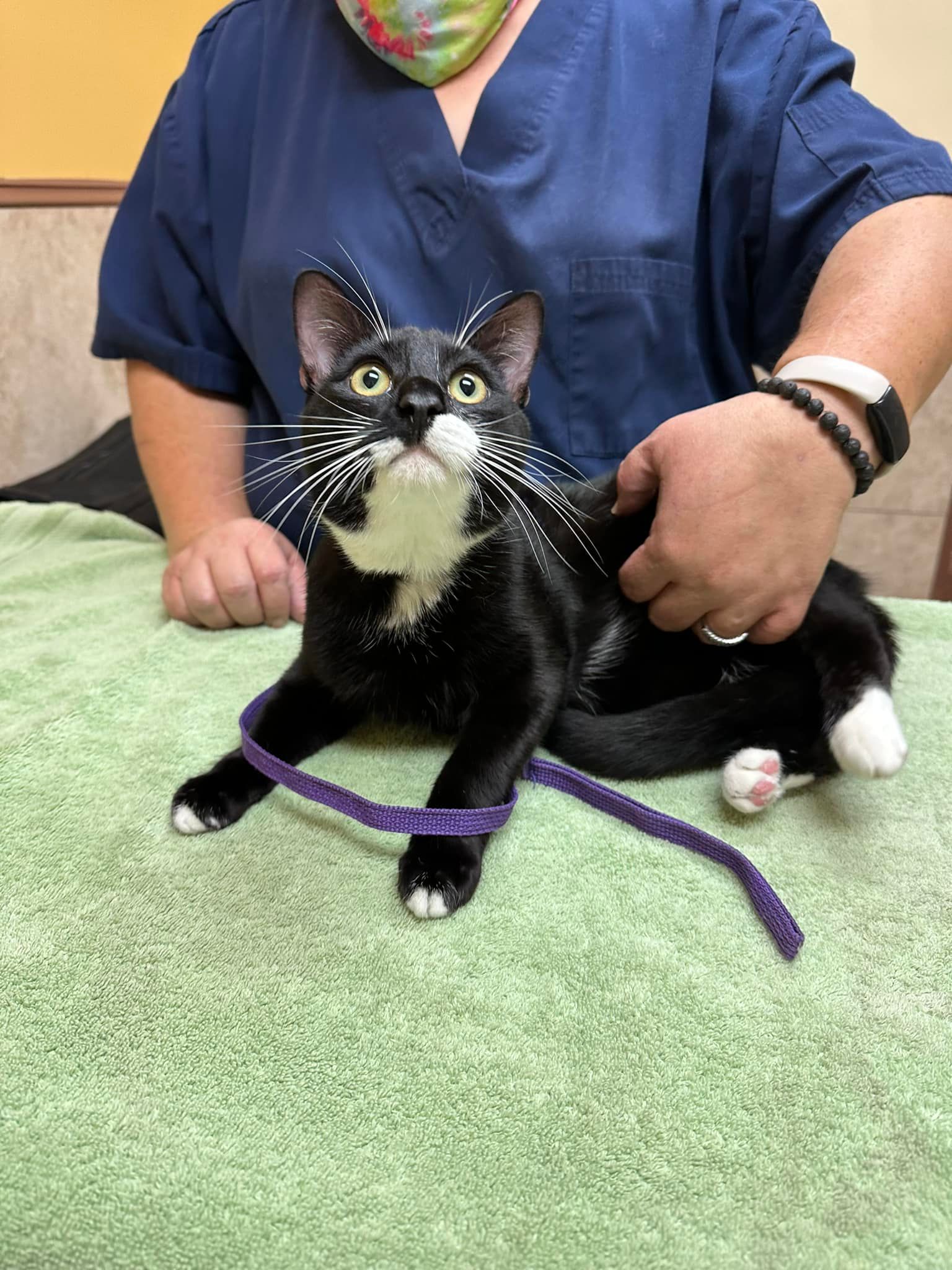 Cat #1 — Cooper City, FL — Four Paws Animal Hospital