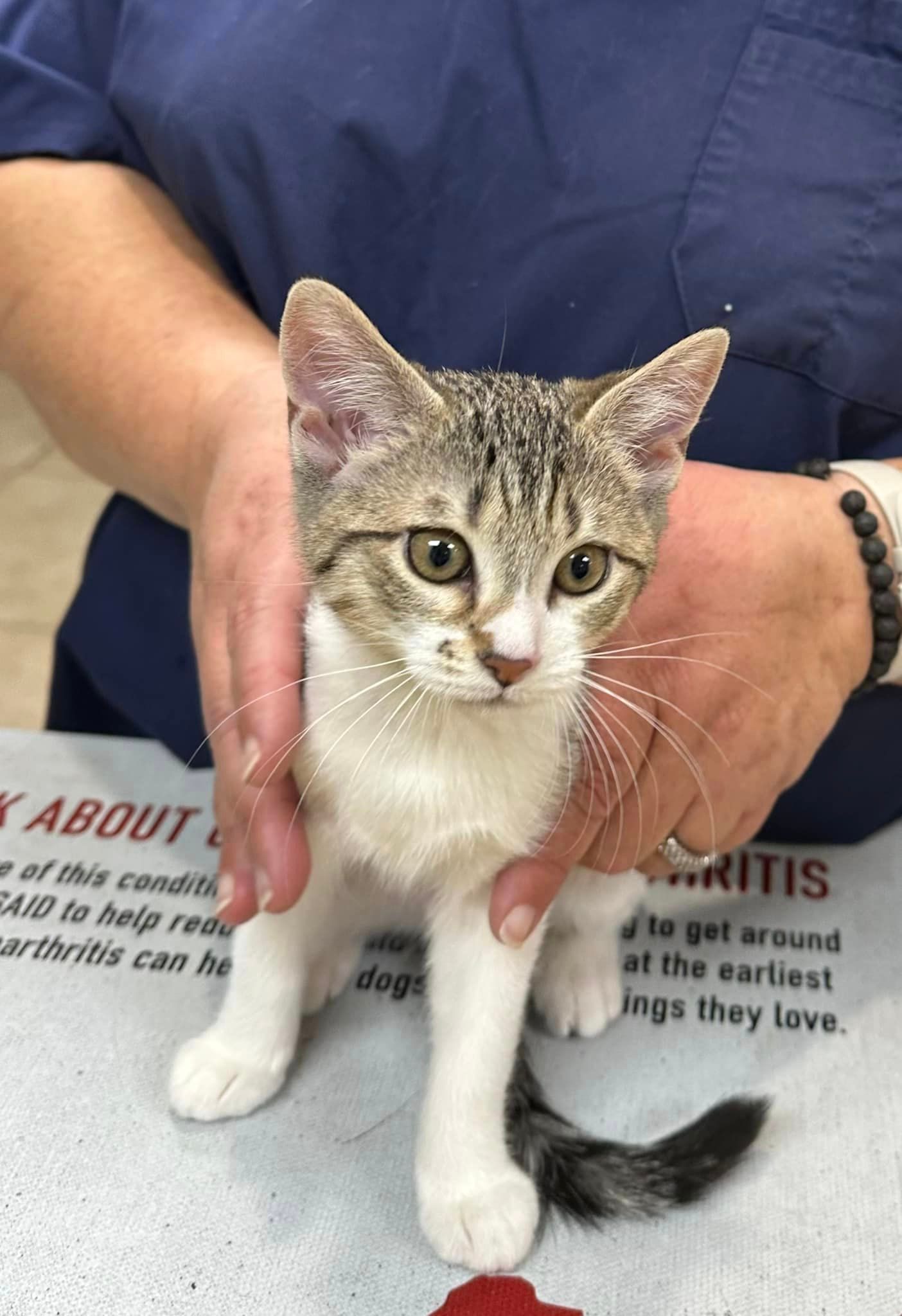 Cat #3 — Cooper City, FL — Four Paws Animal Hospital