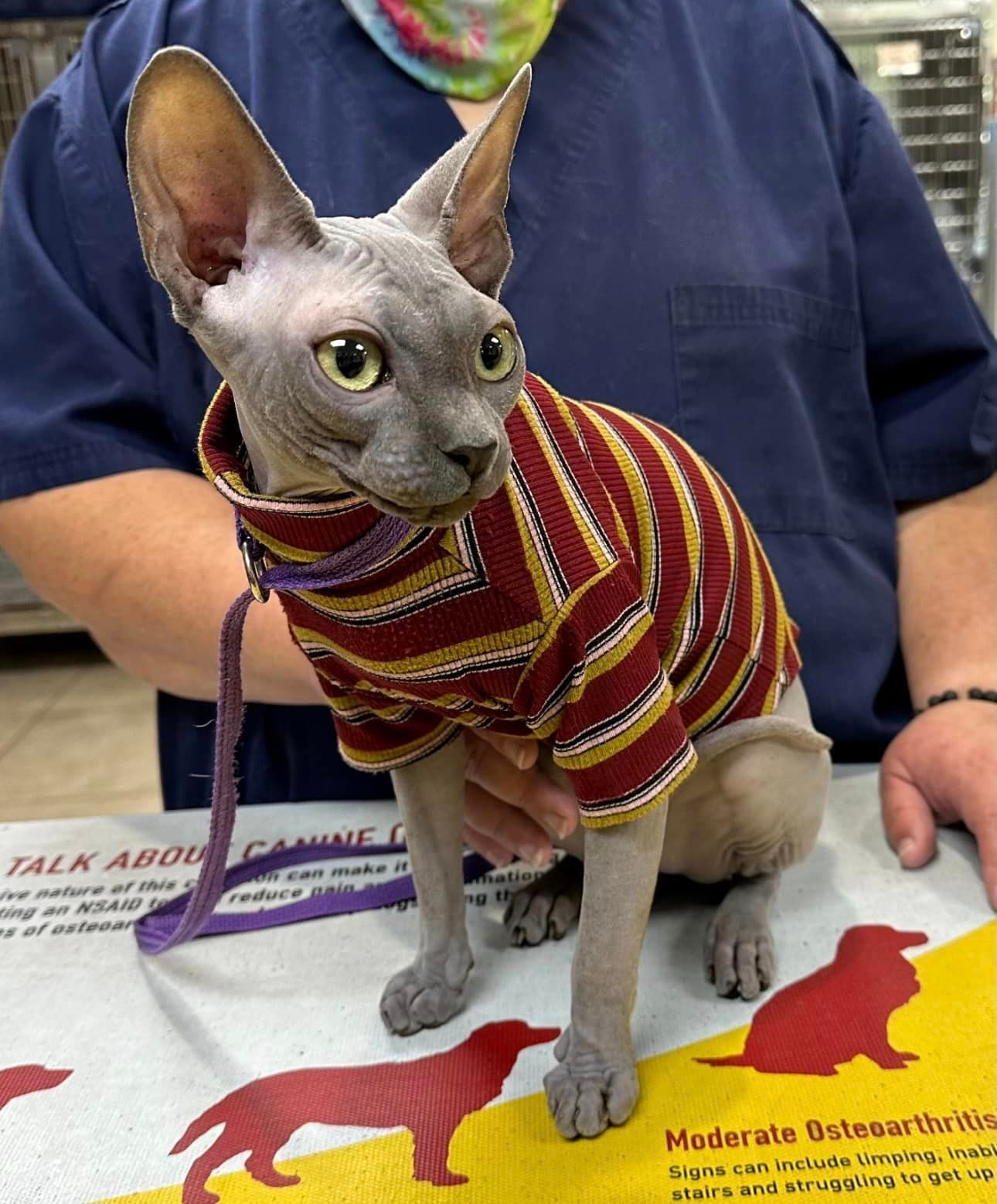 Cat #2 — Cooper City, FL — Four Paws Animal Hospital