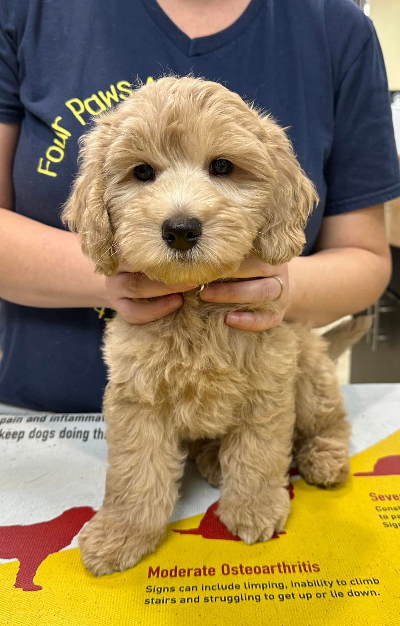 Dog #5 — Cooper City, FL — Four Paws Animal Hospital