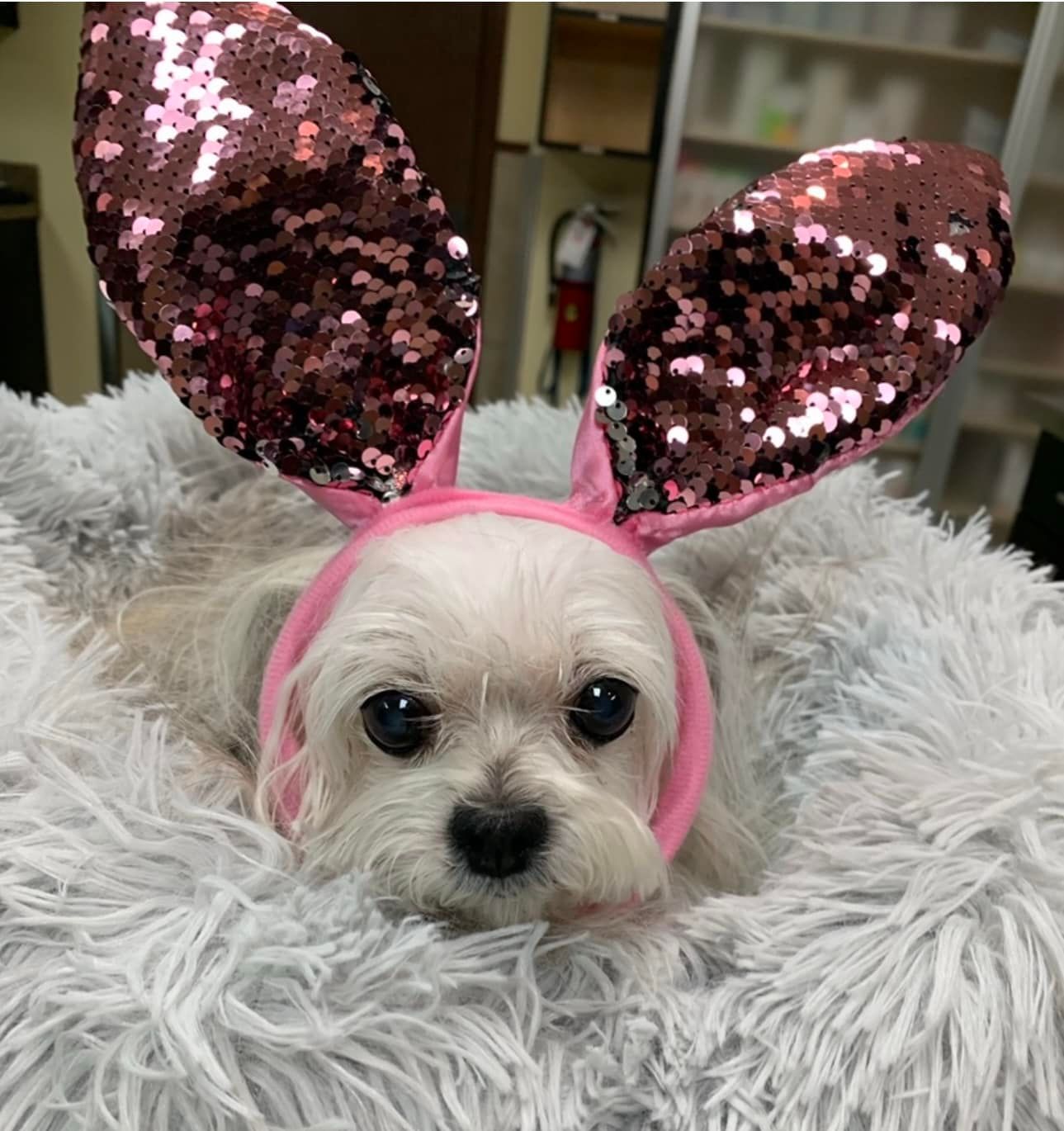 Dog #6 — Cooper City, FL — Four Paws Animal Hospital