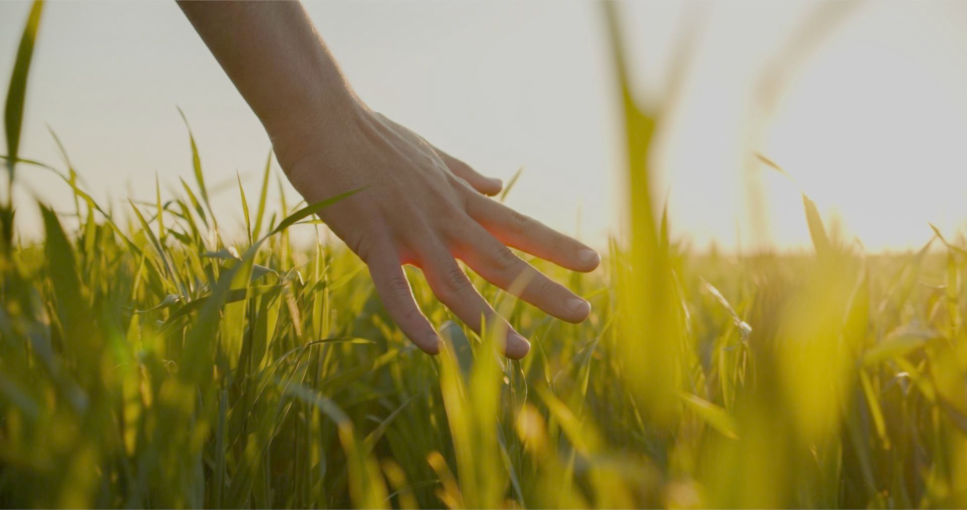 A person is holding a cell phone with five stars on it.