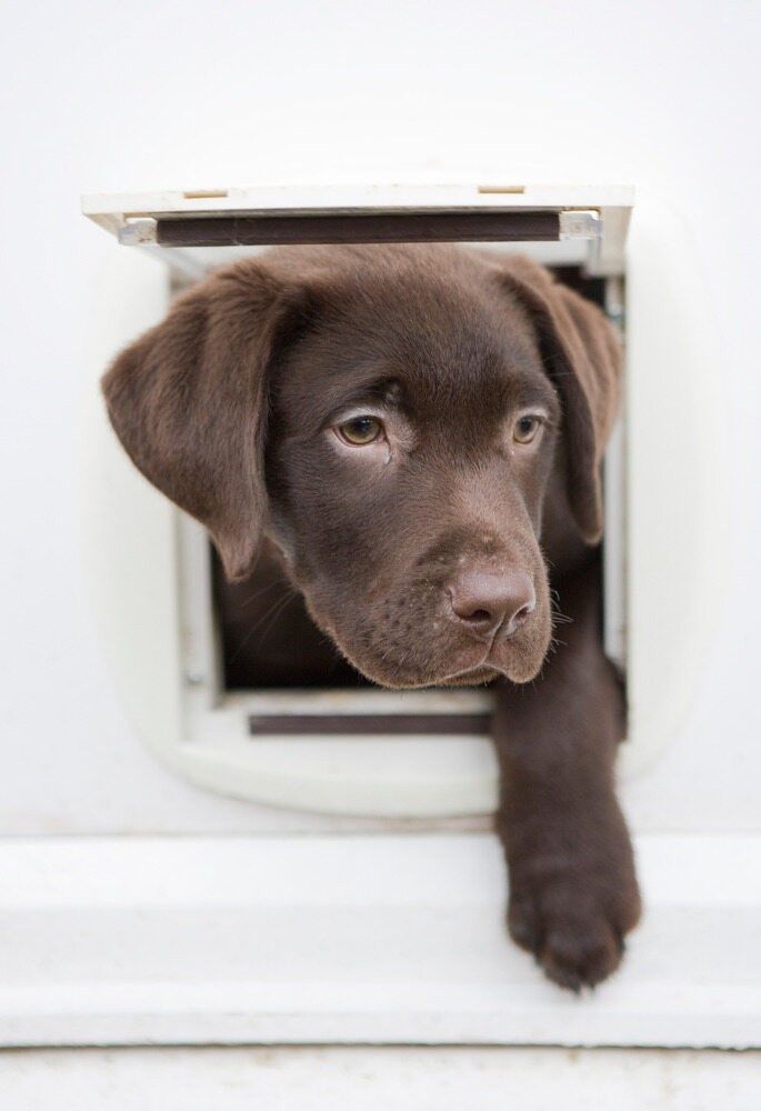 A Brown Puppy is Sticking Its Head Out of a Dog Door — Kincumber Glass & Glazing in Kincumber, NSW