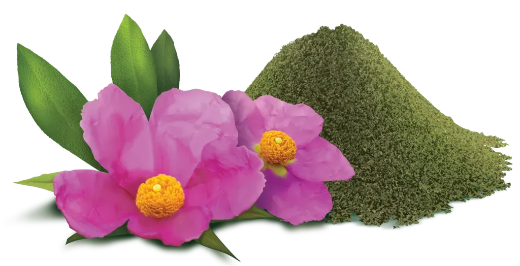 Pokusa RawDietLine Cistus 120 Tabletten