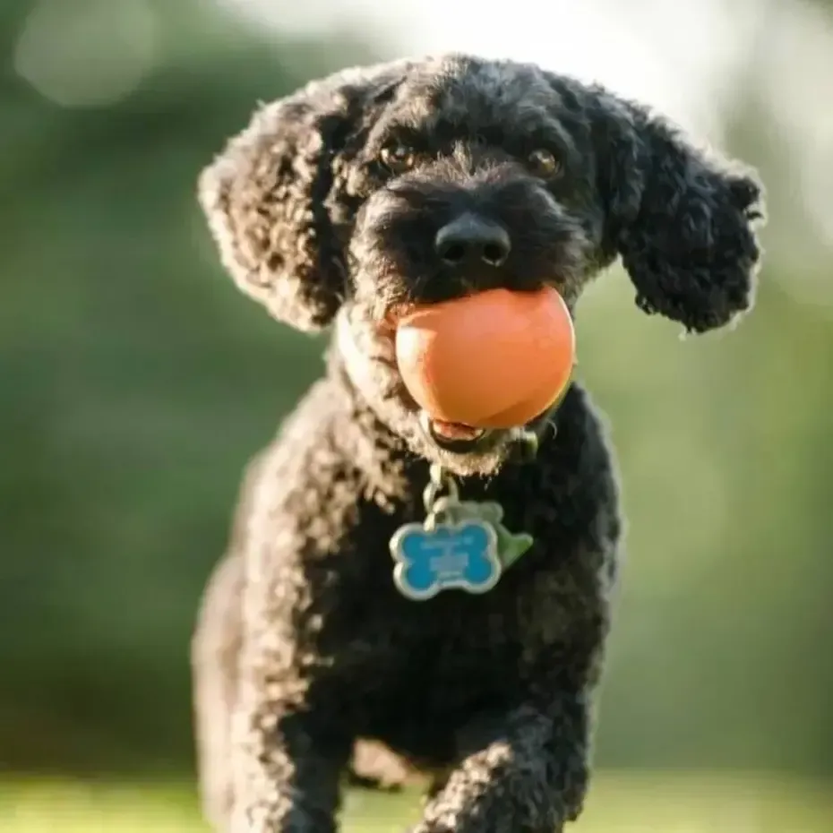 West Paw - Zogoflex Jive- Oranje-XS