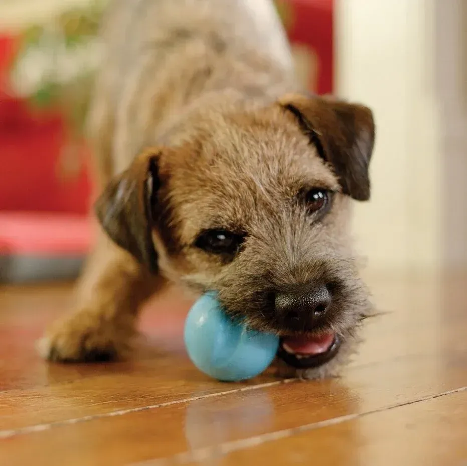 West Paw - Zogoflex Jive- Blauw-XS