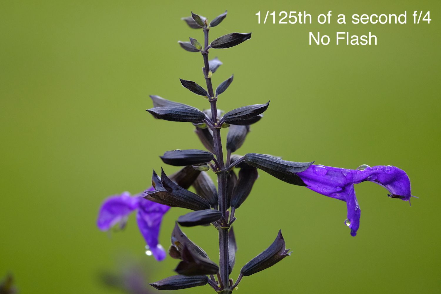 1/125th of a second f/4 - No Flash