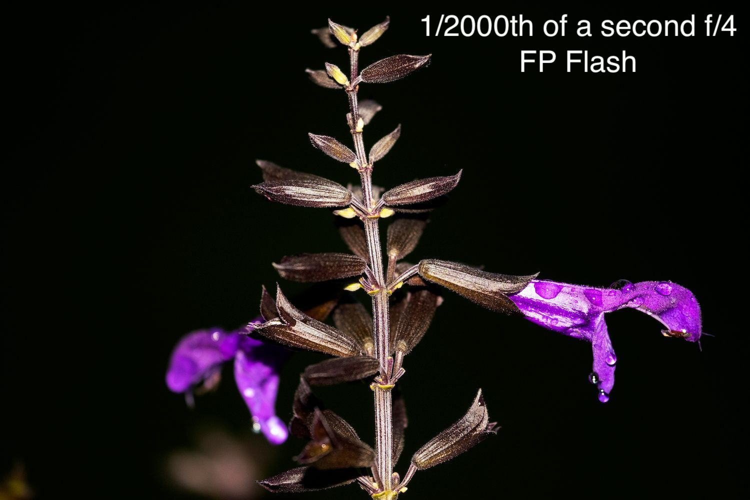 1/20000th of a second f/4 - No Flash