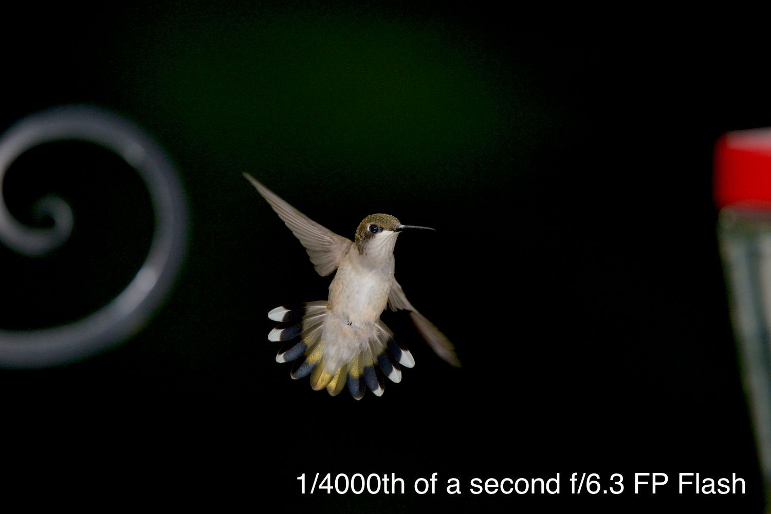 1/4000th of a second f/6.3 - FP Flash