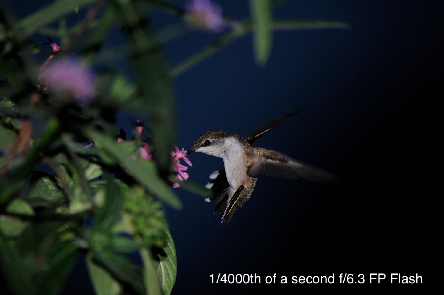 1/4000th of a second f/6.3 - FP Flash