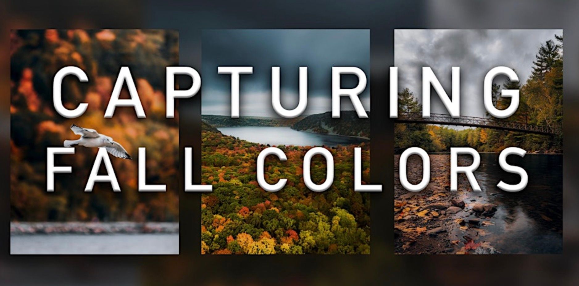 Capturing Fall Colors - Online Event image