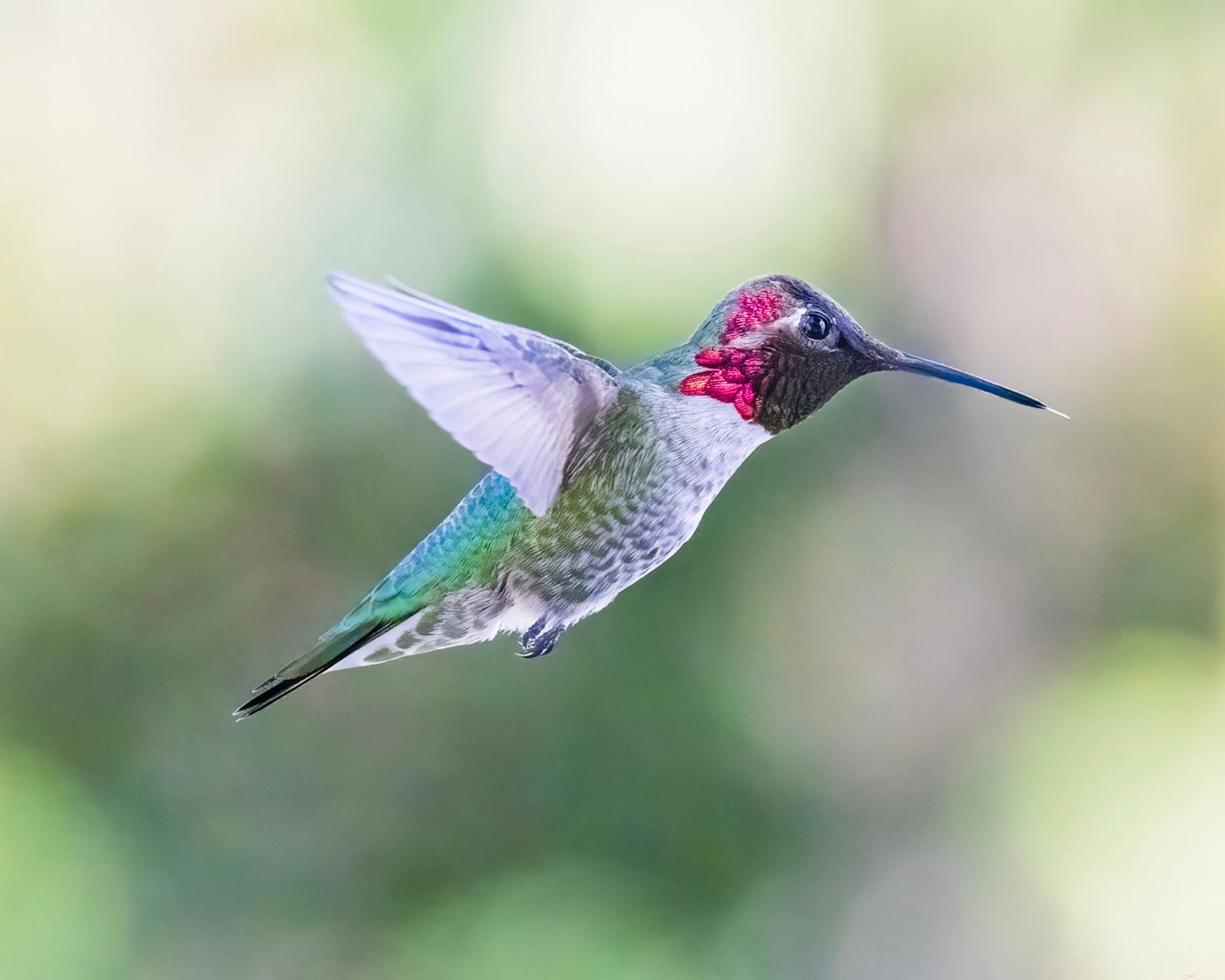 Bird Photography Essentials: From Field to Frame, Sponsored by Canon image