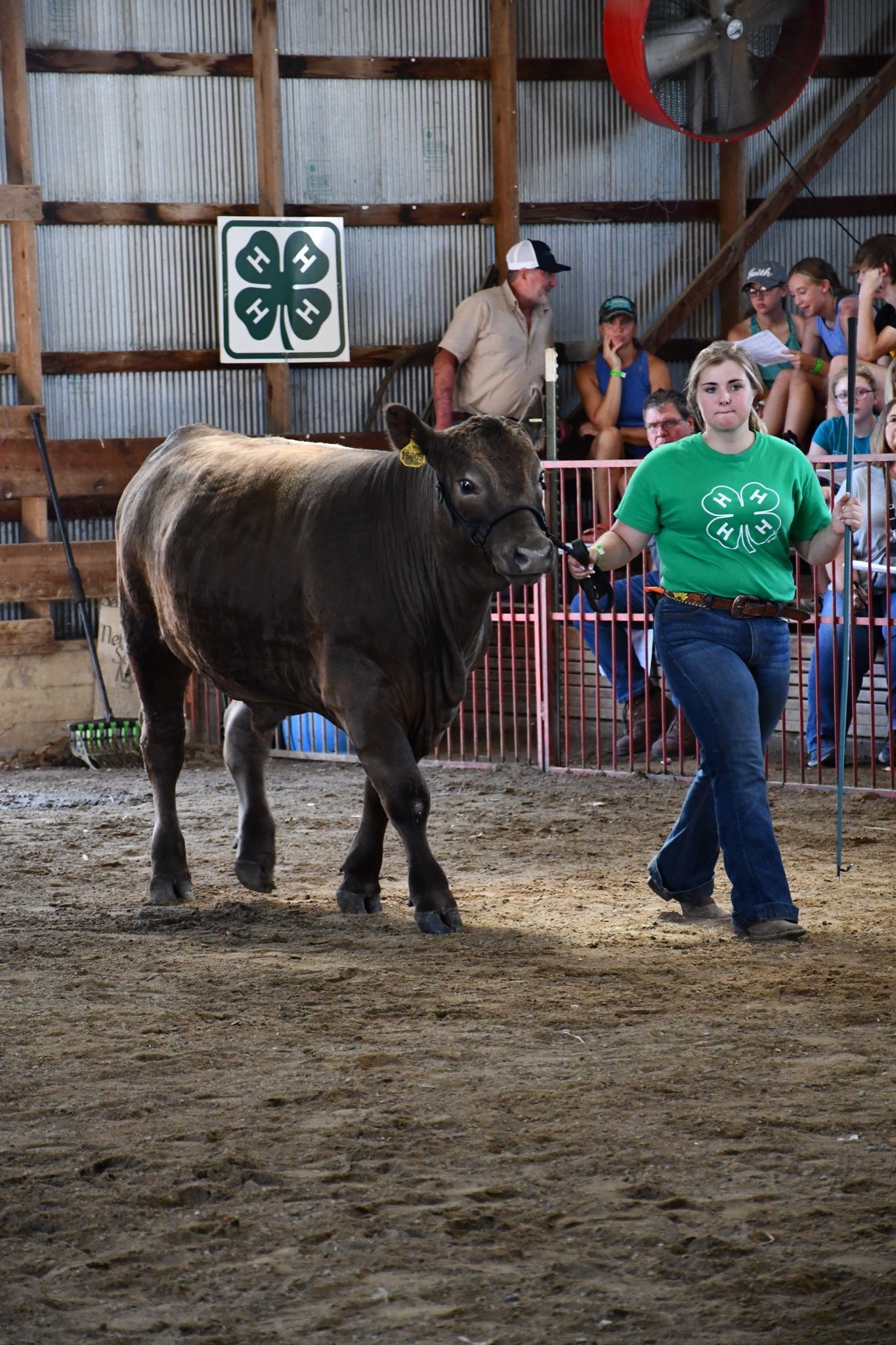 A woman in a green shirt is walking a bull
