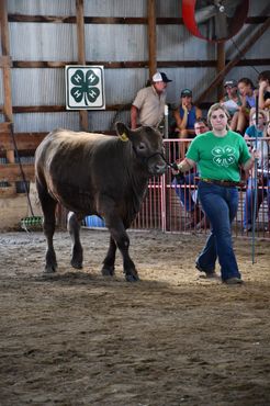 A woman in a green shirt is walking a bull