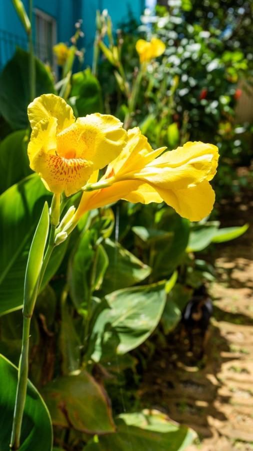 Um close de uma flor amarela em um jardim.