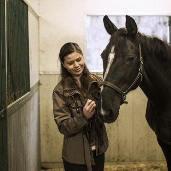 horse in safe hands