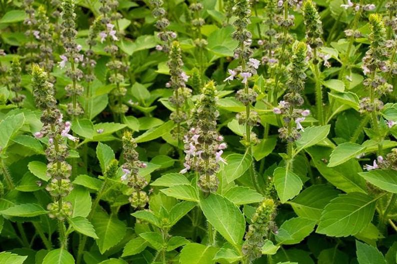 Holy Basil Himalayan Ayurvedic