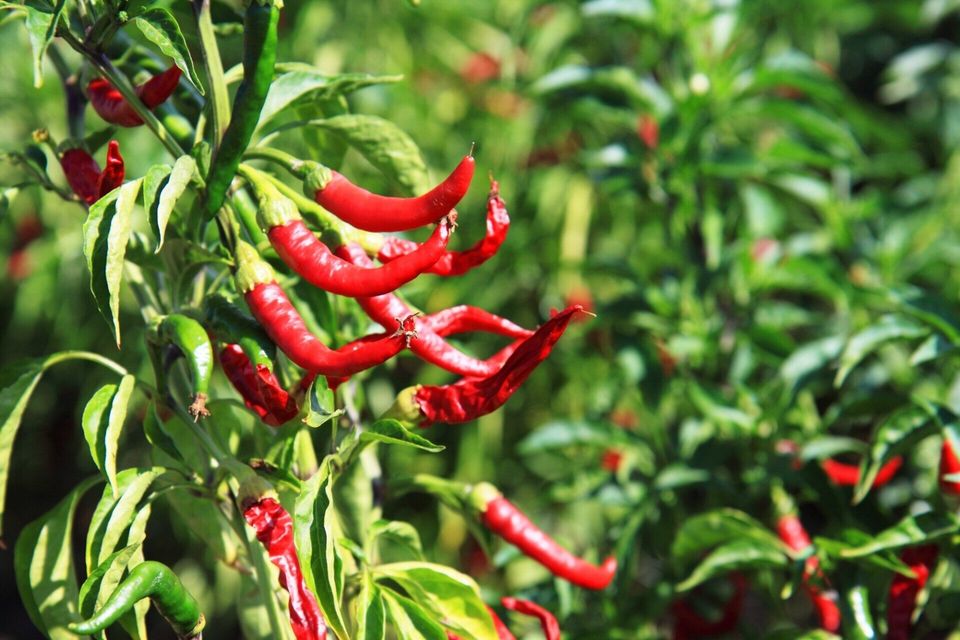 Thai Red Bird Pepper