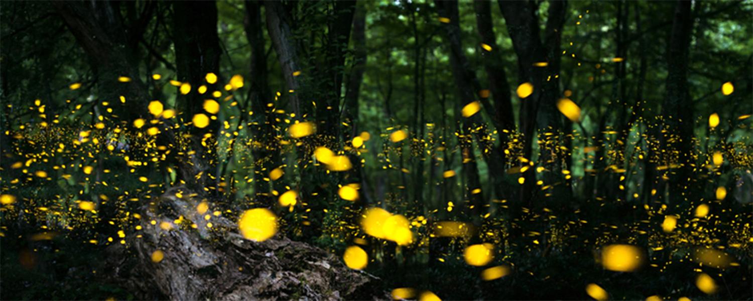 It's Summer and the Fireflies have landed in New England