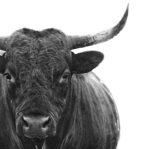A black and white photo of a bull with long horns