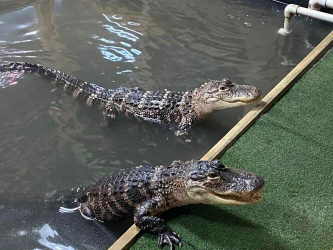 Two alligators are swimming in a pool of water