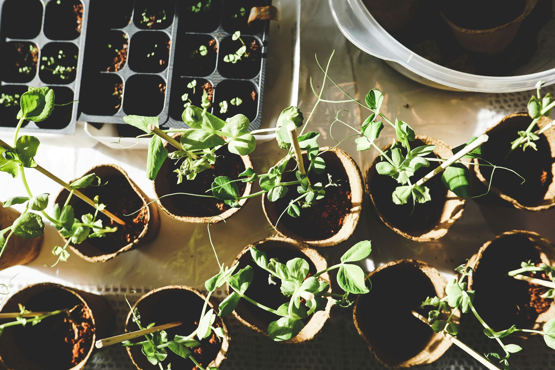 Whitehill & Bordon Gardening Club