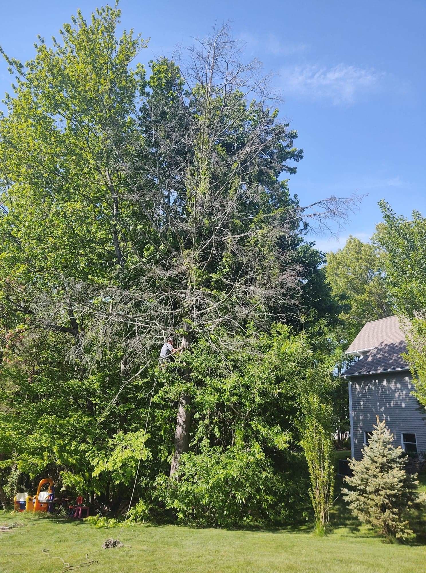 A man is standing on top of a tree in a yard.