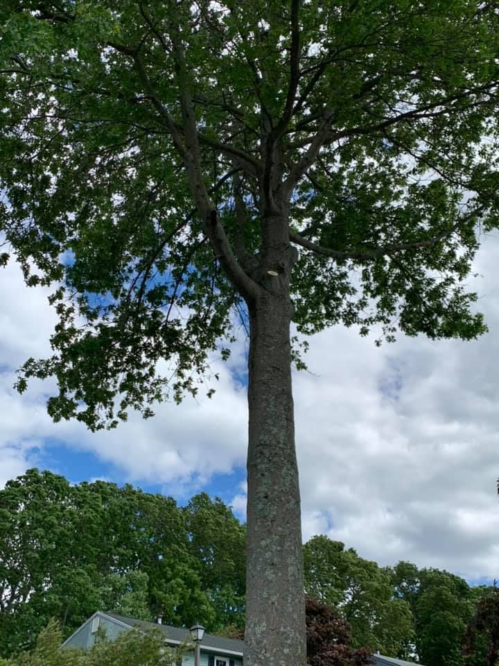 A tree with lots of leaves is in front of a house