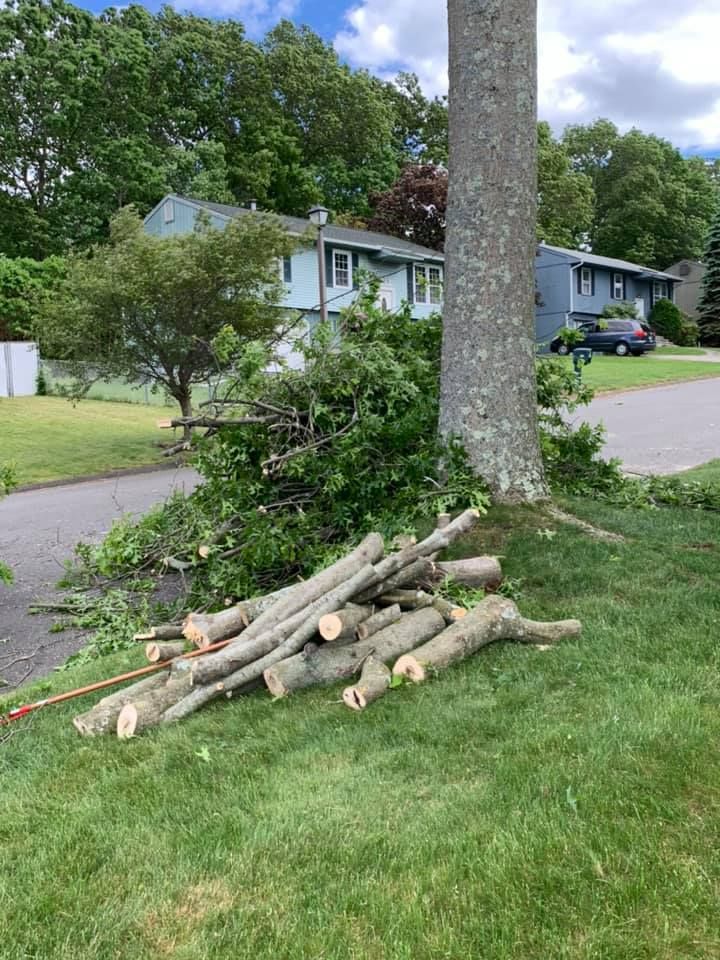 A pile of logs is sitting in the grass next to a tree.