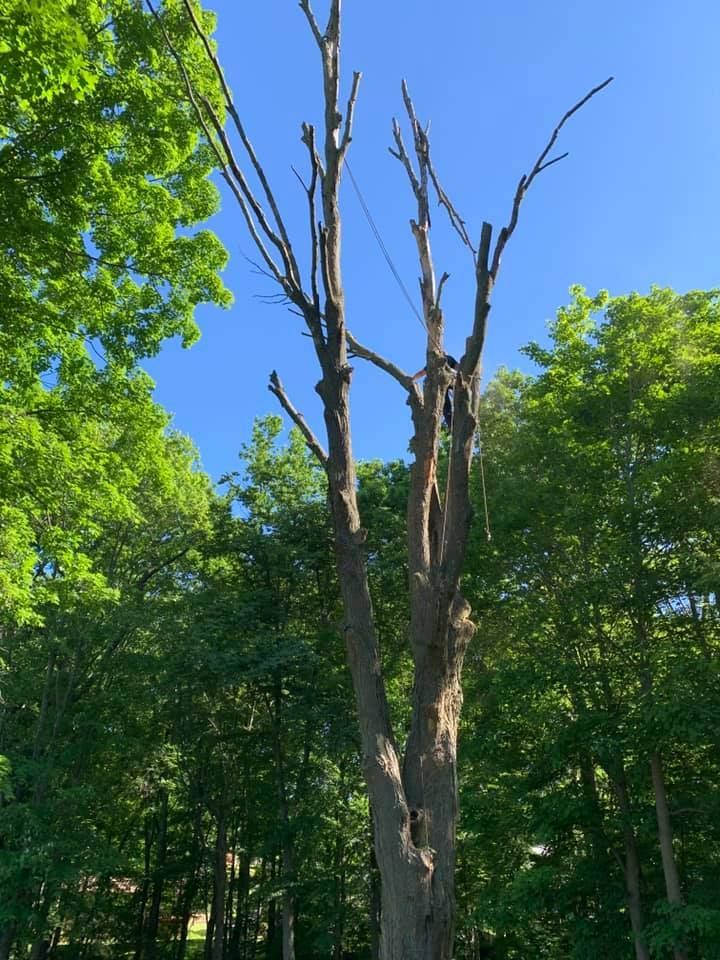 A tree with no leaves is in the middle of a forest