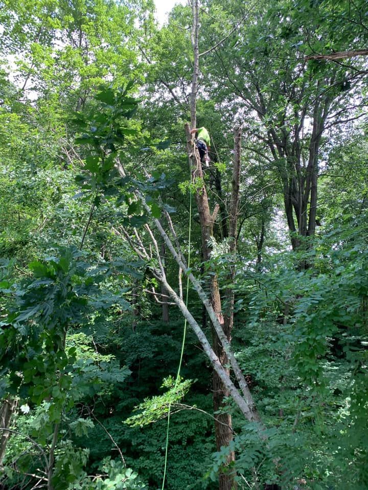 A man is climbing a tree in the woods.