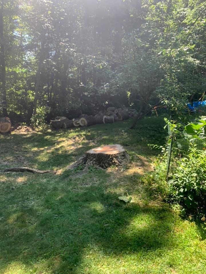 A stump in the middle of a lush green field surrounded by trees.
