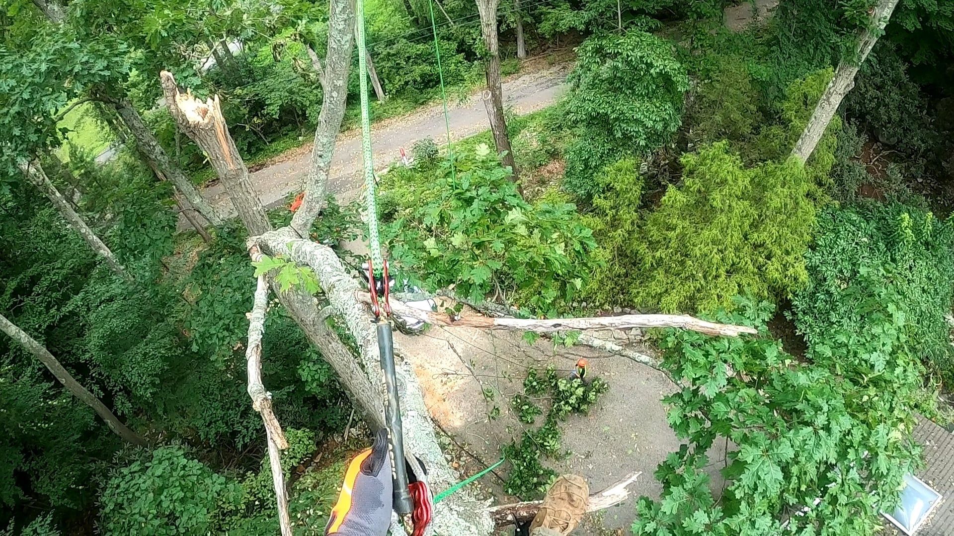 An aerial view of a tree being cut down in the woods.