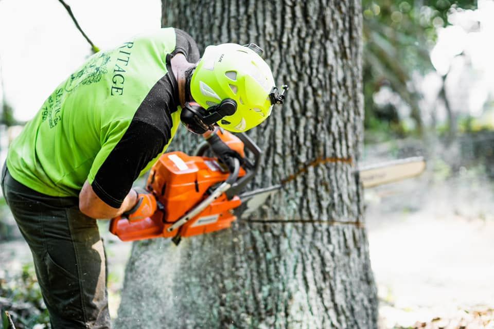 A man is cutting a tree with a chainsaw.