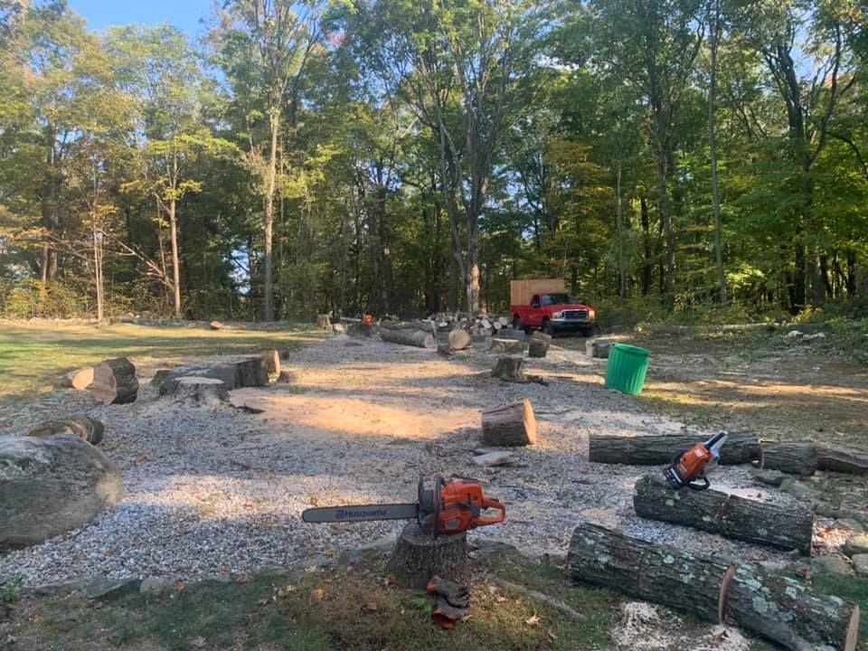 A chainsaw is sitting on a log in the middle of a forest.