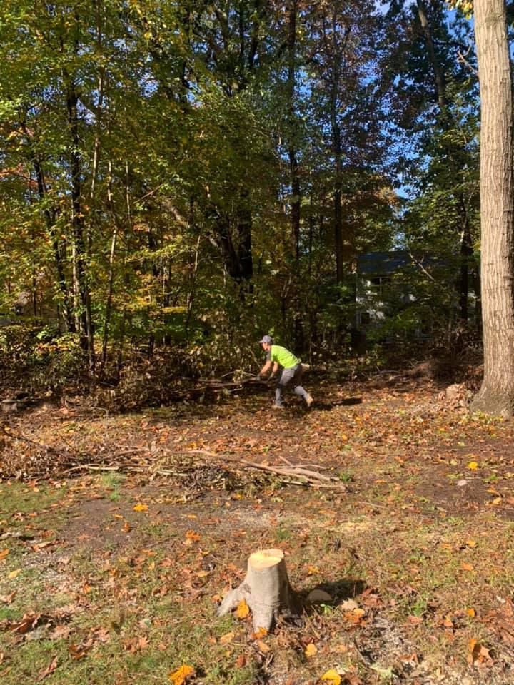 A person is standing next to a tree stump in the woods.